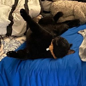 Meet your Posher, Ninette